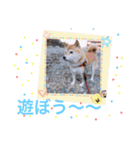 柴犬…日常編（個別スタンプ：11）