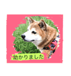 柴犬…日常編（個別スタンプ：12）