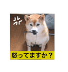 柴犬…日常編（個別スタンプ：13）