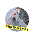 柴犬…日常編（個別スタンプ：16）