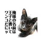 わんこは猫！？（個別スタンプ：1）