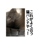 わんこは猫！？（個別スタンプ：5）