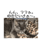 わんこは猫！？（個別スタンプ：8）