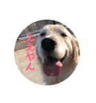 ゴールデンレトリバーのきいやんです（個別スタンプ：1）