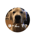 ゴールデンレトリバーのきいやんです（個別スタンプ：3）