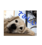 ゴールデンレトリバーのきいやんです（個別スタンプ：4）