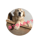 ゴールデンレトリバーのきいやんです（個別スタンプ：5）