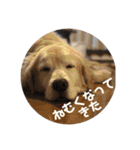 ゴールデンレトリバーのきいやんです（個別スタンプ：8）