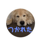 ゴールデンレトリバーのきいやんです（個別スタンプ：9）