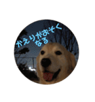 ゴールデンレトリバーのきいやんです（個別スタンプ：17）