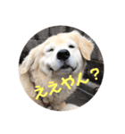 ゴールデンレトリバーのきいやんです（個別スタンプ：18）