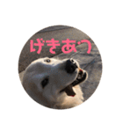 ゴールデンレトリバーのきいやんです（個別スタンプ：20）