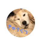 ゴールデンレトリバーのきいやんです（個別スタンプ：23）