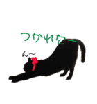 にゃんしーの仲間たち2（個別スタンプ：1）