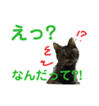にゃんしーの仲間たち2（個別スタンプ：3）