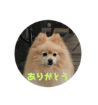 さくらちゃーーん（個別スタンプ：7）