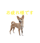 Lamps stamp 2（個別スタンプ：20）
