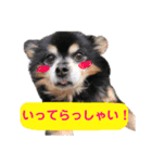 Lamps stamp 2（個別スタンプ：21）