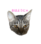 姉弟ねこさんサチユキ3（個別スタンプ：1）
