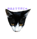 姉弟ねこさんサチユキ3（個別スタンプ：2）