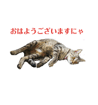 姉弟ねこさんサチユキ3（個別スタンプ：4）