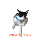 姉弟ねこさんサチユキ3（個別スタンプ：5）