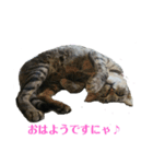 姉弟ねこさんサチユキ3（個別スタンプ：6）
