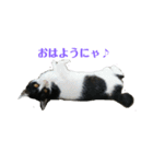 姉弟ねこさんサチユキ3（個別スタンプ：7）