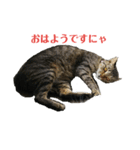 姉弟ねこさんサチユキ3（個別スタンプ：8）