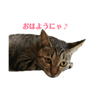 姉弟ねこさんサチユキ3（個別スタンプ：9）