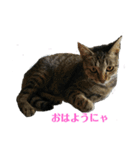 姉弟ねこさんサチユキ3（個別スタンプ：11）