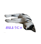 姉弟ねこさんサチユキ3（個別スタンプ：12）