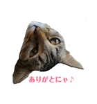 姉弟ねこさんサチユキ3（個別スタンプ：13）