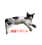 姉弟ねこさんサチユキ3（個別スタンプ：14）