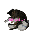 姉弟ねこさんサチユキ3（個別スタンプ：19）