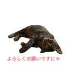 姉弟ねこさんサチユキ3（個別スタンプ：21）