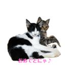 姉弟ねこさんサチユキ3（個別スタンプ：24）