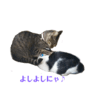 姉弟ねこさんサチユキ3（個別スタンプ：26）