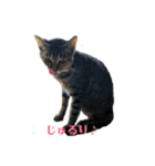 姉弟ねこさんサチユキ3（個別スタンプ：28）