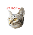 姉弟ねこさんサチユキ3（個別スタンプ：30）
