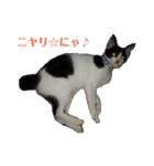 姉弟ねこさんサチユキ3（個別スタンプ：32）