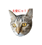 姉弟ねこさんサチユキ3（個別スタンプ：33）