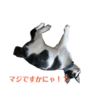 姉弟ねこさんサチユキ3（個別スタンプ：34）