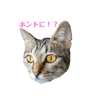 姉弟ねこさんサチユキ3（個別スタンプ：35）