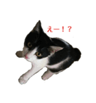 姉弟ねこさんサチユキ3（個別スタンプ：36）