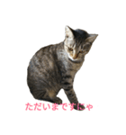姉弟ねこさんサチユキ3（個別スタンプ：37）