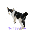 姉弟ねこさんサチユキ3（個別スタンプ：38）