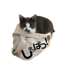 猫のジローさん(1)（個別スタンプ：1）