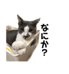 猫のジローさん(1)（個別スタンプ：5）