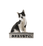 猫のジローさん(1)（個別スタンプ：6）